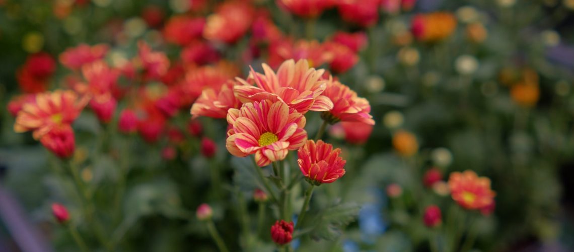 Beautiful,Red,Blooming,Flower,With,Green,Stem,Photographed,With,Narrow